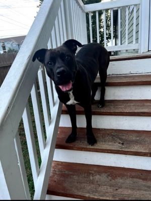 Meet Annie the most perfect 15 pound dog stuck in a 75 pound body that you will ever meet Annie