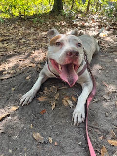 Ivy had a rough start to life but has come into her own and learned how to dog seeing her