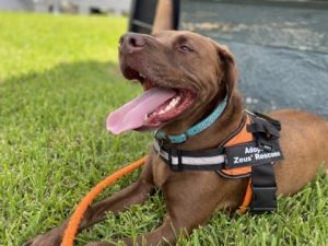 Gumbo is kennel trained knows basic commands and is dog selective He would be best in a home with