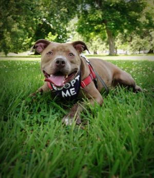 Cuddle-bug Noodles is a young mixed-breed dog about 2-3 years old looking for his forever home wit