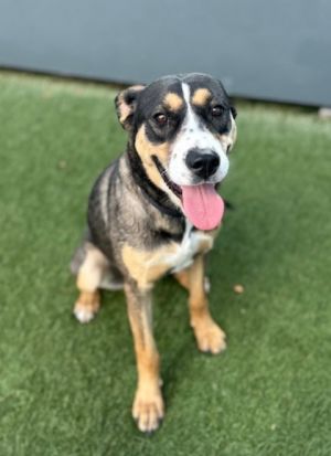 Nola has been in my care since the middle of December of 2024 She is a very very sweet girl