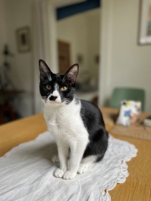 Bigata is the sweetest little black and white tuxedo cat with an adorable black spot on her nose Sh