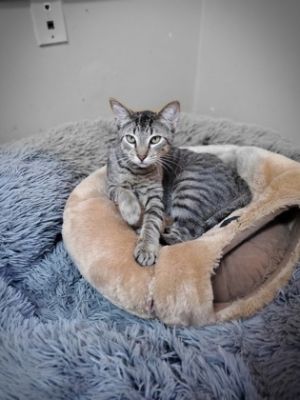 Nimrod IN FOSTER Domestic Short Hair Cat