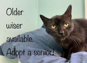 Oliver IN FOSTER Domestic Short Hair Cat