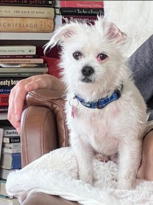 Burton is an 11lbs-ball-of-friend-fluff He is charming eagerly affectionate and looking for love