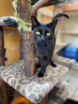 Racker was found in a supermarket parking lot He was about 6 weeks old He is a little skittish but