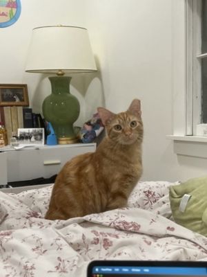While shy at first Gandalf has opened up to be the sweetest kitten Like a little engine his purrs