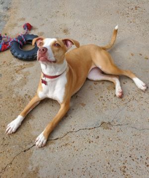 My name is Martini I am still a puppy and still have a lot of puppy energy I am dog