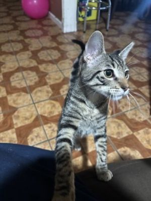 Meet Hubig a playful 9-month-old who loves running around climbing and playing with toys Hes fu