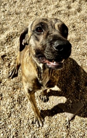Hello My name is Brenda and I am a hound mix I am very dog friendly to all size dogs