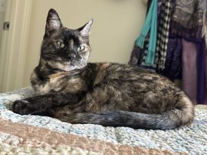Lola IN FOSTER Domestic Short Hair Cat