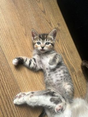 Mango Domestic Short Hair Cat