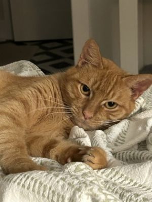 Abnur Domestic Short Hair Cat