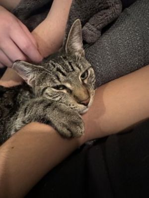 Belize is an adorable ball of energy who loves to cuddle on your lap He loves head and belly scratc