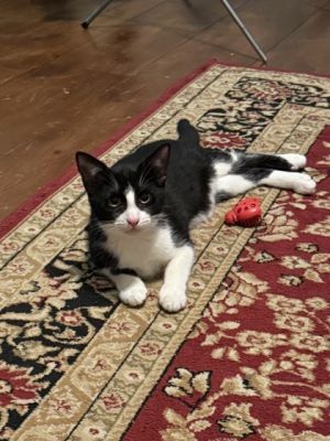 Bandito is incredibly playful and curious he loves being with people including children He is tim