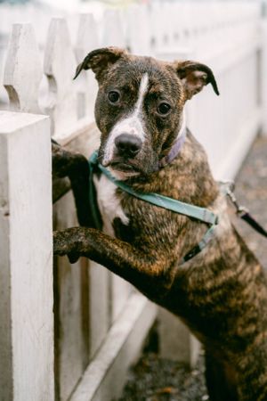 Abby loves other dogs and would thrive with a younger dog or a puppy that needs a playmate to burn
