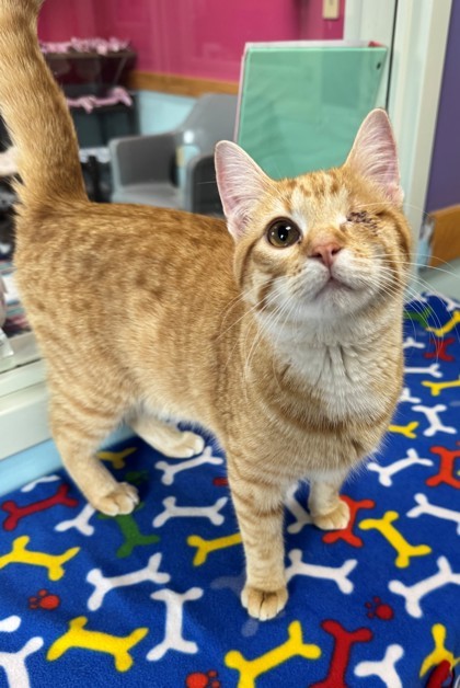 Pet Image