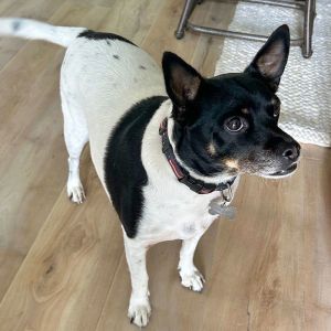 Brodie is a good-natured laid-back 6-year-old rat terrier who loves lounging in the sun snuggles a