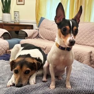 Tulip is 2 years-old 8 lbs and just a little bundle of joy She gets along great with the other