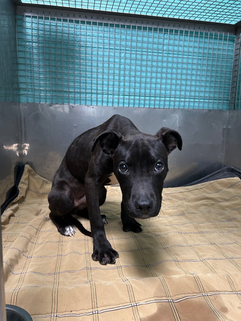 Puppers-Adoptable Awaiting S/N
