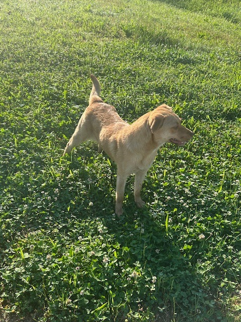 Darla-Adoptable Awaiting s/n