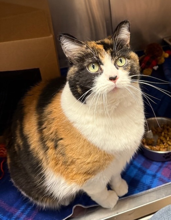 Fiona, an adoptable Domestic Short Hair in Great Falls, MT, 59405 | Photo Image 3