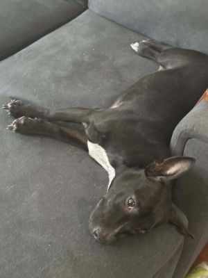 Missy TX Pit Bull Terrier Dog