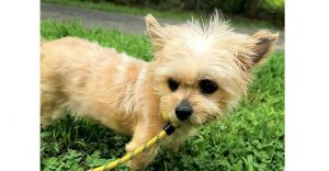 Baby Doll (GA) Yorkshire Terrier Dog
