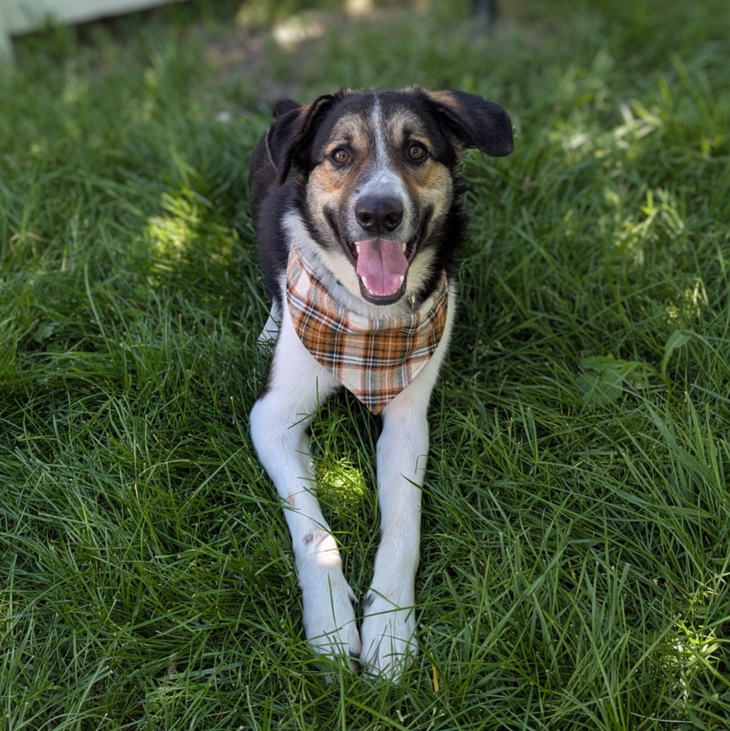 Bo