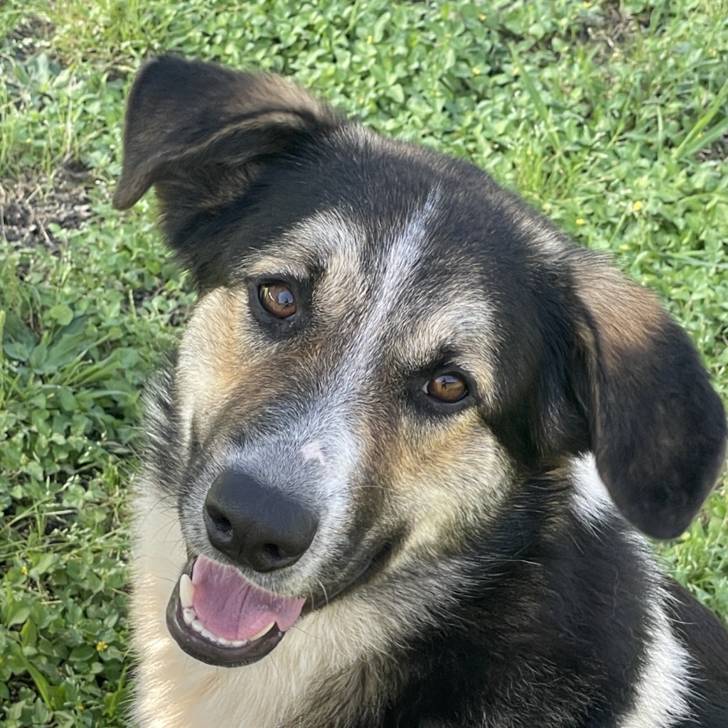 Bo