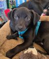 Gabby&#39;s Puppies - Gabe photo 1