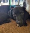 Gabby&#39;s Puppies - Gabe photo 2