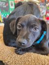 Gabby&#39;s Puppies - Gabe photo 3