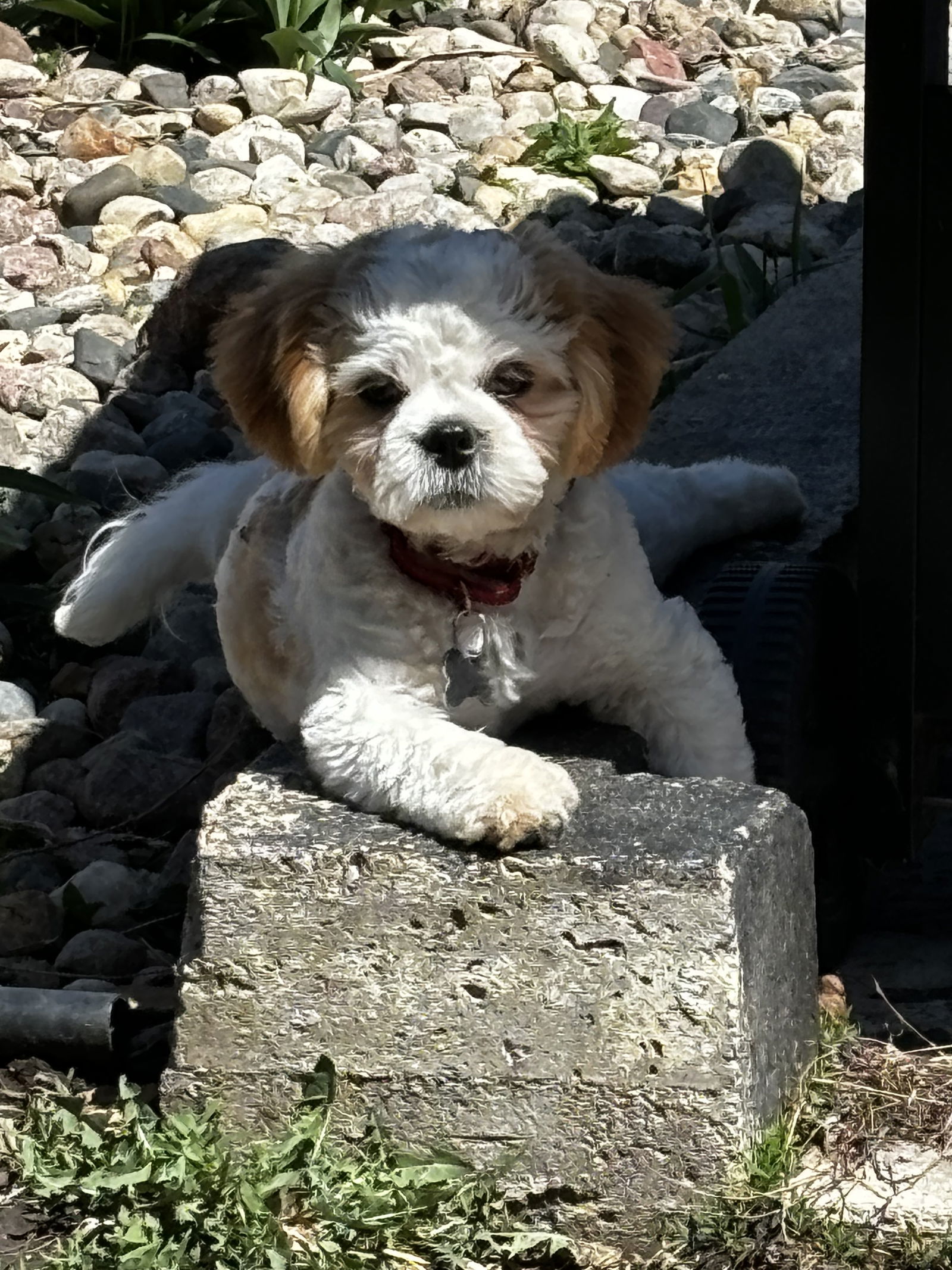 Rip (Red Collar), an adoptable Shih Tzu in Brandon, SD, 57005 | Photo Image 1