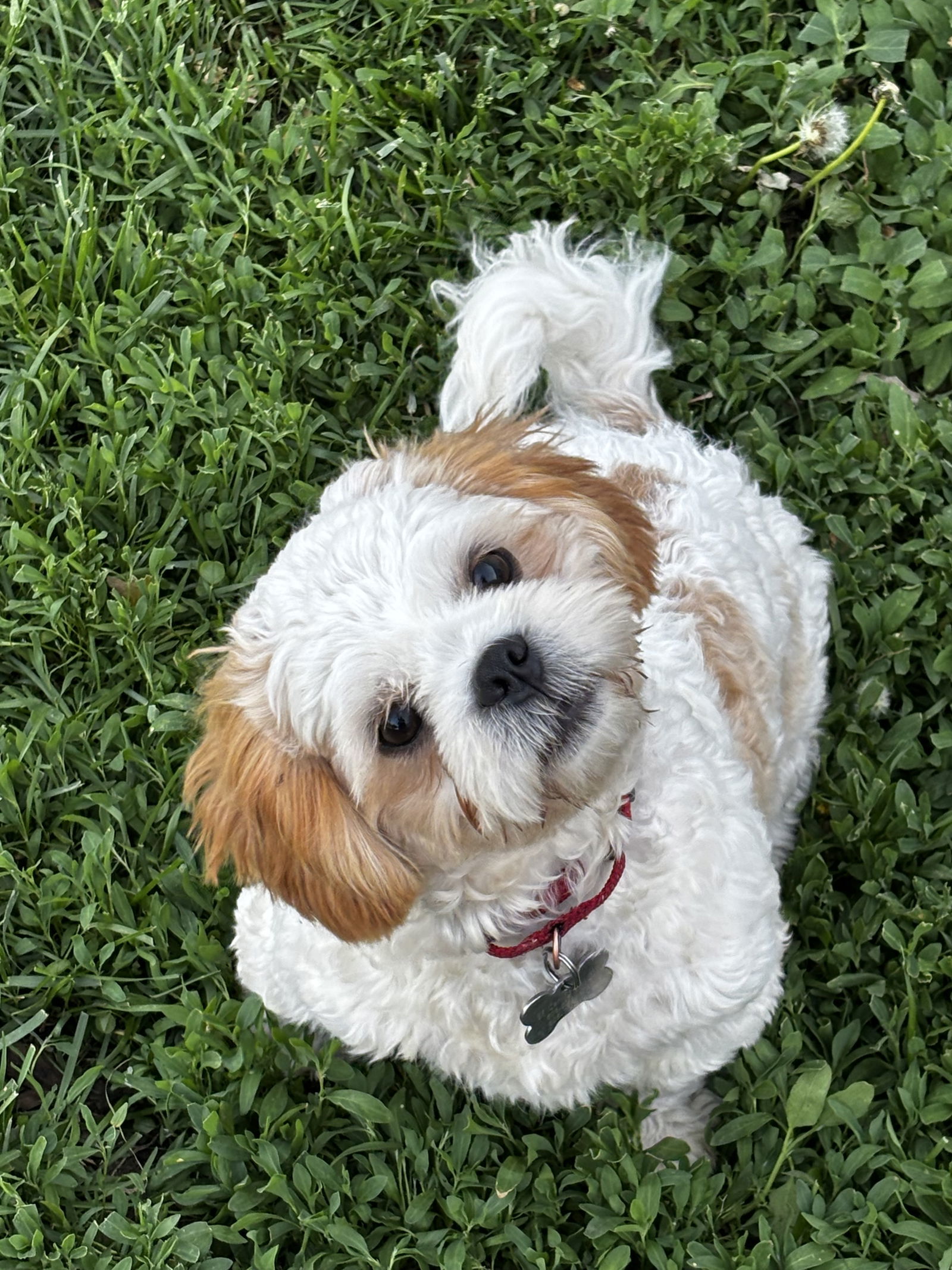 Rip (Red Collar), an adoptable Shih Tzu in Brandon, SD, 57005 | Photo Image 2