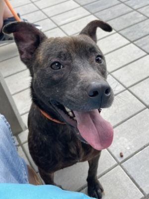 Meet Lacey - Your Gentle Cuddly Companion Say hello to Lacey a 1 year and 4 month old brindle beau