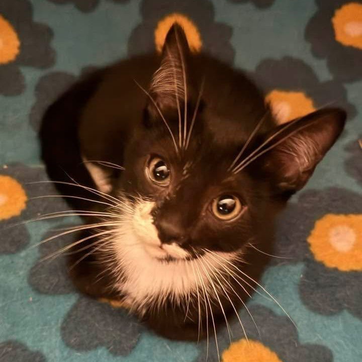 Billy (Foster Kitten)