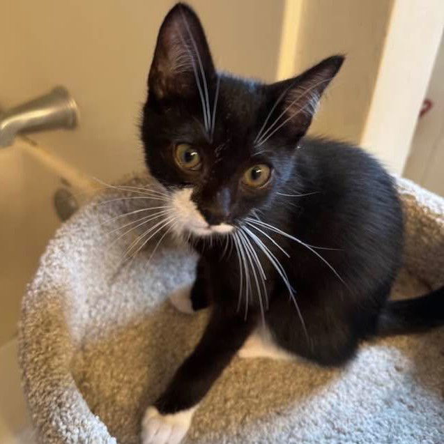 Billy (Foster Kitten)