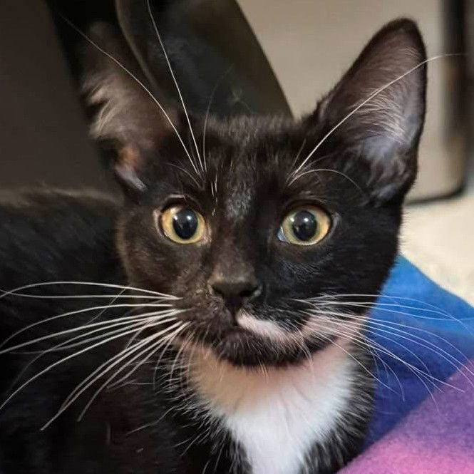 Lily (Foster Kitten)