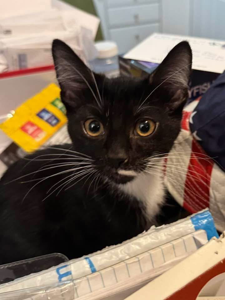 Lily (Foster Kitten)