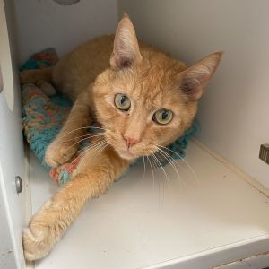 Sunny-D, Senior Male Domestic Short Hair