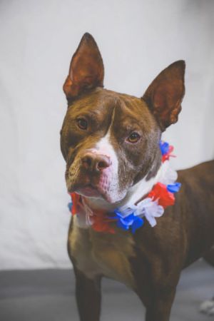 Tank, Senior Male Mixed Breed