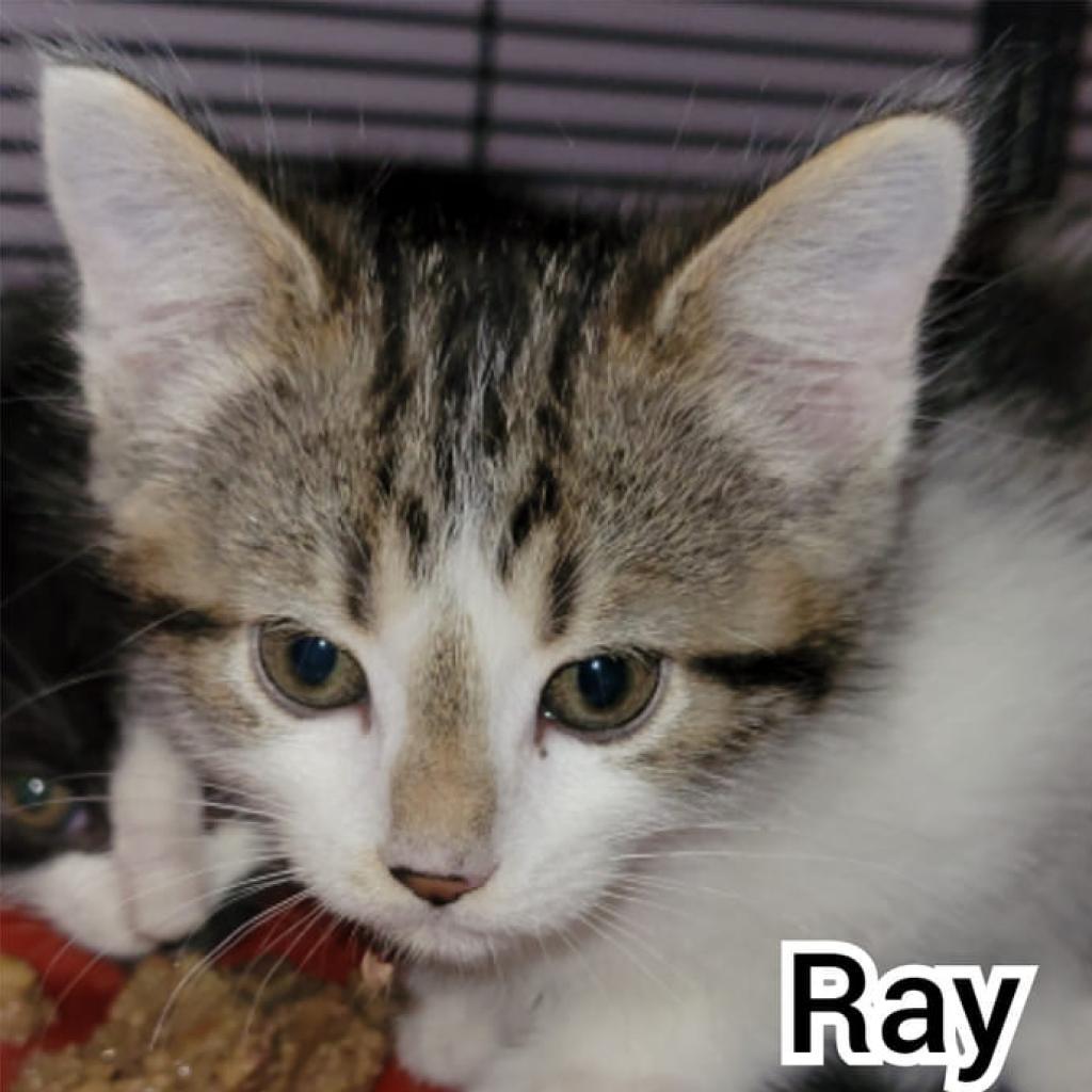 Raye