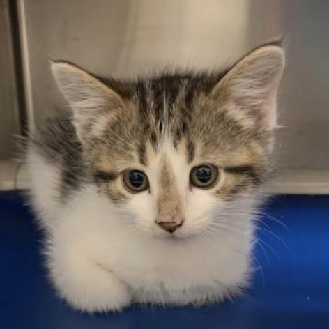 Raye, an adoptable Domestic Short Hair in Wichita, KS, 67208 | Photo Image 3