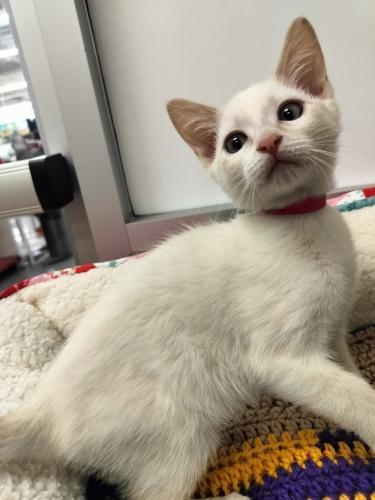 Pet Image
