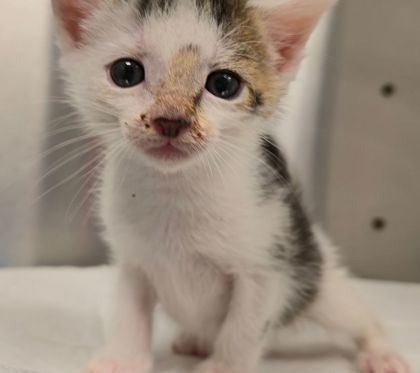 Pet Image