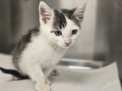 Pet Image