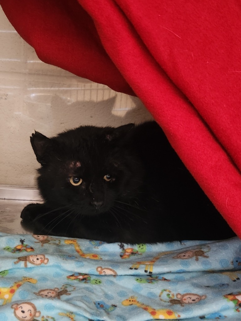 Alex - Working Cat, an adoptable Domestic Short Hair in Grand Forks, ND, 58203 | Photo Image 1