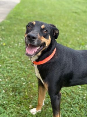 Dingus, Young Male Mixed Breed