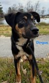 Dingus photo 4